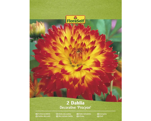 Bulbe de dahlia FloraSelf 'Procyon' 2 pièces