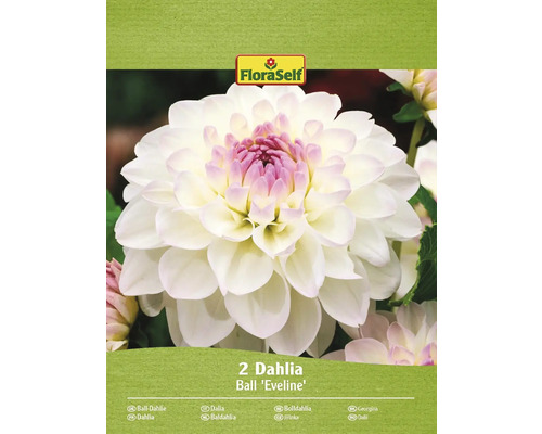 Bulbe de dahlia FloraSelf 'Eveline' 2 pièces