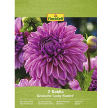 Packung mit zwei dekorativen Dahlien der Sorte ''Lucky Number''