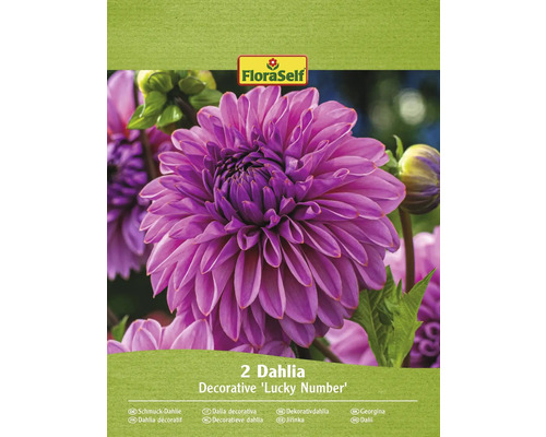 Bulbe de dahlias FloraSelf 'Lucky Number' 2 pièces