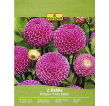 Packung Pompon Dahlien der Sorte Franz Kafka