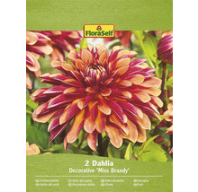 Verpackung mit zwei dekorativen Dahlien der Sorte Miss Brandy