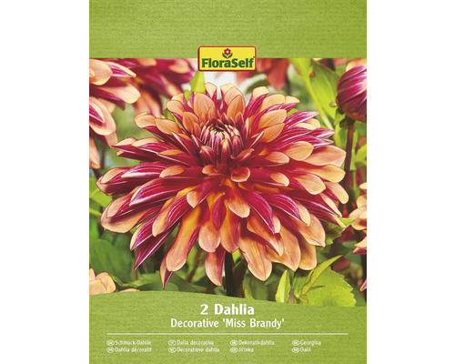 Bulbe de dahlias FloraSelf 'Miss Brandy' 2 pièces