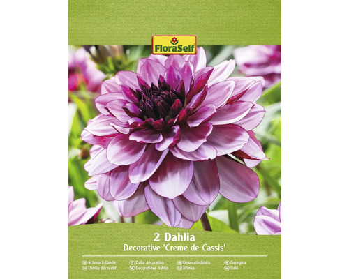 Bulbe de dahlia FloraSelf 'Crème de Cassis' 2 pièces