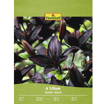 Verpackung mit vier Lilien der Sorte Asiatic Black