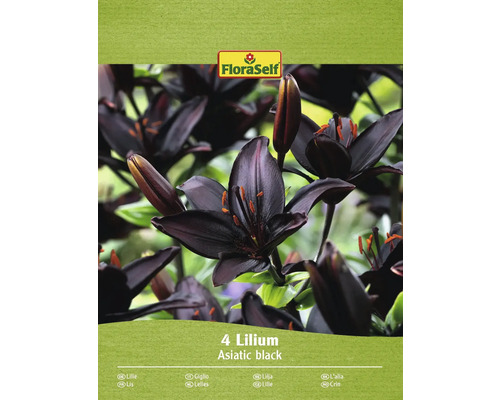 Bulbes de lys FloraSelf 'Asiatique Noir' 4 pièces