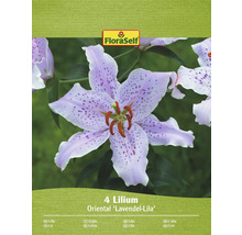 Verpackung mit vier Lilien der Sorte Oriental Lavendel-Lila