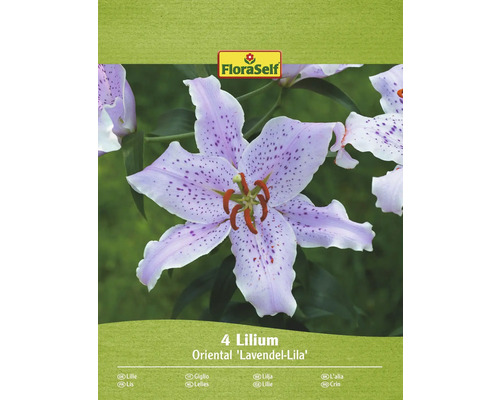 Bulbe de lys FloraSelf 'Lavande orientale lilas' 4 pièces