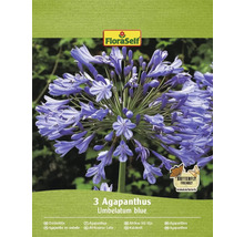 Emballage de trois bulbes de fleurs d''Agapanthus Umbelatum blue