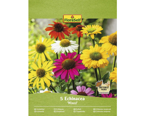 Rhizome de plante vivace Echinacea FloraSelf 'Mélange multicolore' 5 pièces