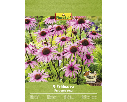 Rhizome de plante vivace échinacée Echinacea FloraSelf 'Purpurea Rosa' 5 pièces