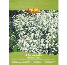 Verpackung mit Gypsophila Paniculata White Samen