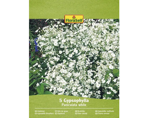 Rhizome de plante vivace gypsophile, Gypsophylla FloraSelf blanc 5 pièces