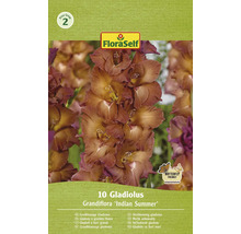 Verpackung grossblumige Gladiolen, Sorte Indian Summer