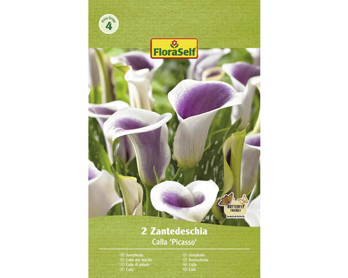 Bulbe de Calla FloraSelf 'Calla Picasso' 2 pièces