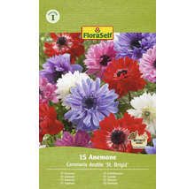 FloraSelf Anemone Coronaria double ''St. Brigid'', 15 Stück