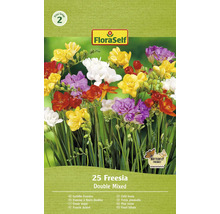 FloraSelf gefüllte Freesien, 25 Stück, doppelt gemischt