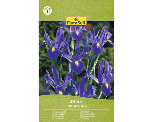 Bulbe à fleurs Zwiebeliris FloraSelf 'Hollandica bleu' 20 pièces