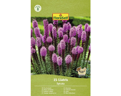 Bulbe d'astilbe, Liatris spicata FloraSelf 15 pièces