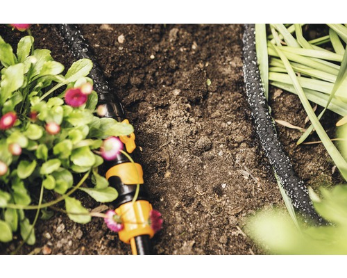 Tuyau d''arrosage dans le jardin pour l''irrigation des plantes