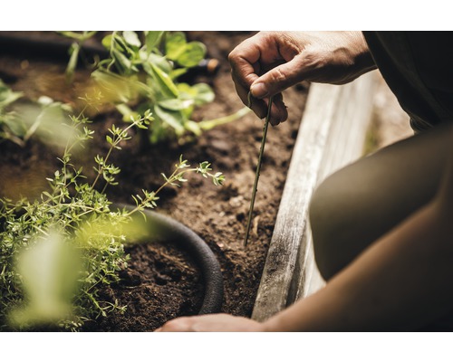 Une personne fixe un tuyau d''arrosage dans un jardin surélevé avec des sardines