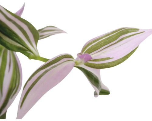 Plante d''intérieur Tradescantia avec des feuilles rayées.