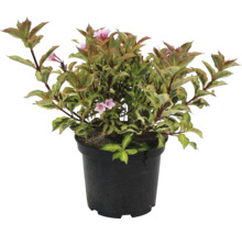 Weigelia fleurissant en pot