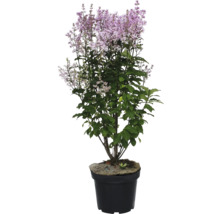 Flieder im Topf mit violetten Blüten und grünen Blättern