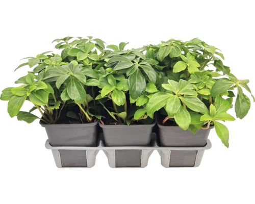 Trois plants de Pieris du Japon en pots