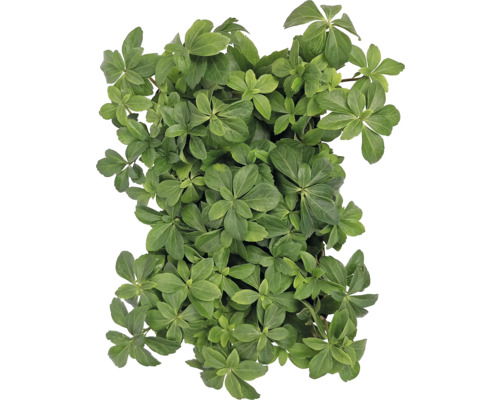 Pachysandra terminalis couvre-sol avec des feuilles vertes