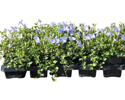 Immergrün Pflanztablett mit lila Blüten und grünen Blättern