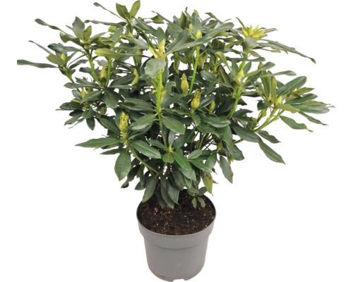 Rhododendron im Topf