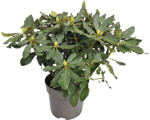 Rhododendron im Topf mit grünen Blättern und Blütenknospen
