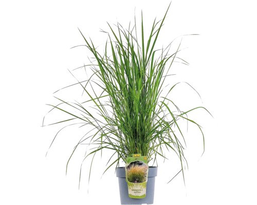 Calamagrostis à fleurs pointues FloraSelf Calamagrostis x acutiflora 'Karl Foerster' H 20- 80 cm Co 6 L Herbe des jardins en pot