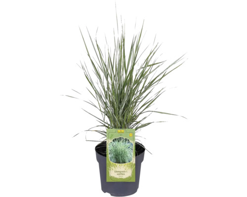 Pfeifengras Calamagrostis x acutiflora im Topf