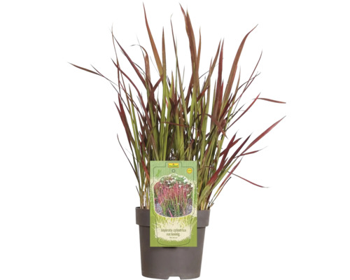 Impérate cylindrique FloraSelf Imperata cylindrica var.koenig.'Red Baron' h 5-15 cm p 14 cm