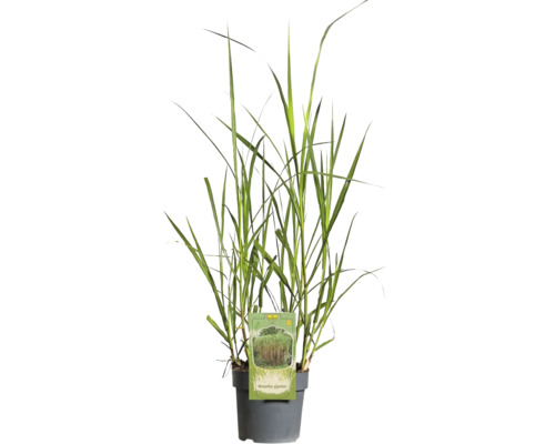 Riesen-Chinaschilf FloraSelf Miscanthus giganteus H 20-80 cm T 14 cm