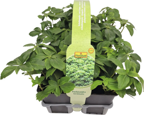 Pachysandre du Japon en pot avec le logo FloraSelf