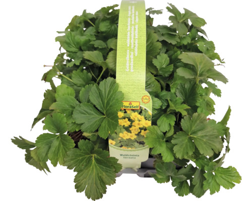 Waldsteinie ternata Pflanze mit FloraSelf Logo