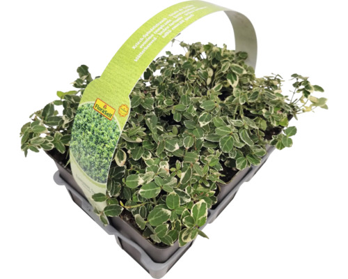 Fusain rampant en pot avec étiquette FloraSelf