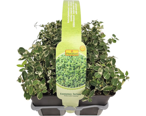 Fusain rampant Euonymus fortunei ''Emerald Gaiety'' en pot