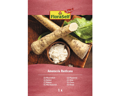 Rhizome de raifort FloraSelf Select Rusticana Plant de raifort FloraSelf