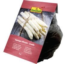 Asperges blanches FloraSelf, variété Gromlin, une plante