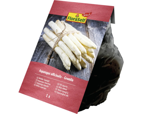 Asperges blanches FloraSelf, variété Gromlin, une plante