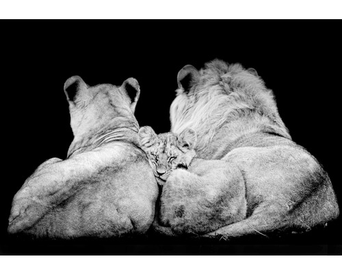 Leinwandbild Lion Family 80x116 cm