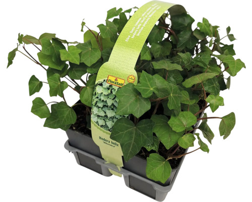 Grossblättriger Efeu 6-er Pack FloraSelf Hedera helix hibernica