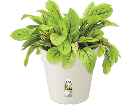 Plante d''oseille en pot blanc