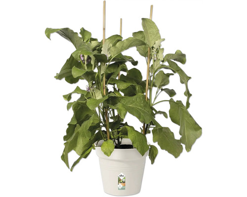 Plant d''aubergine en pot avec tuteurs