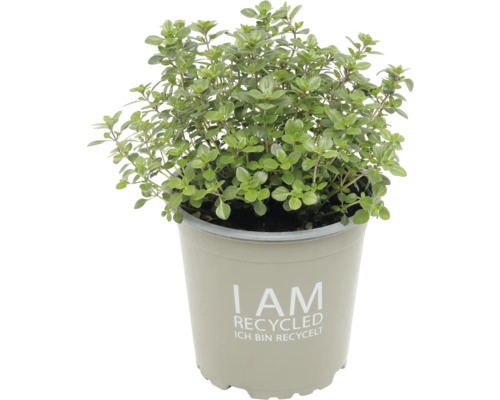 Thym citronné FloraSelf Bio pot de 13 cm