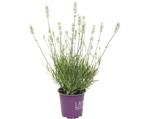 Lavande FloraSelf Bio pot de 13 cm